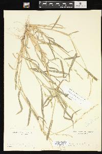 Echinochloa colona image