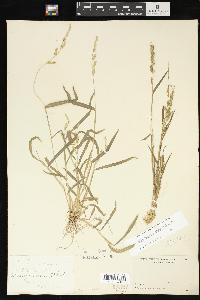 Echinochloa colona image