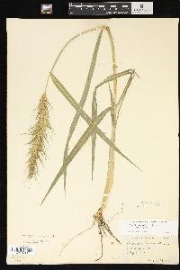 Echinochloa crus-galli var. crus-galli image