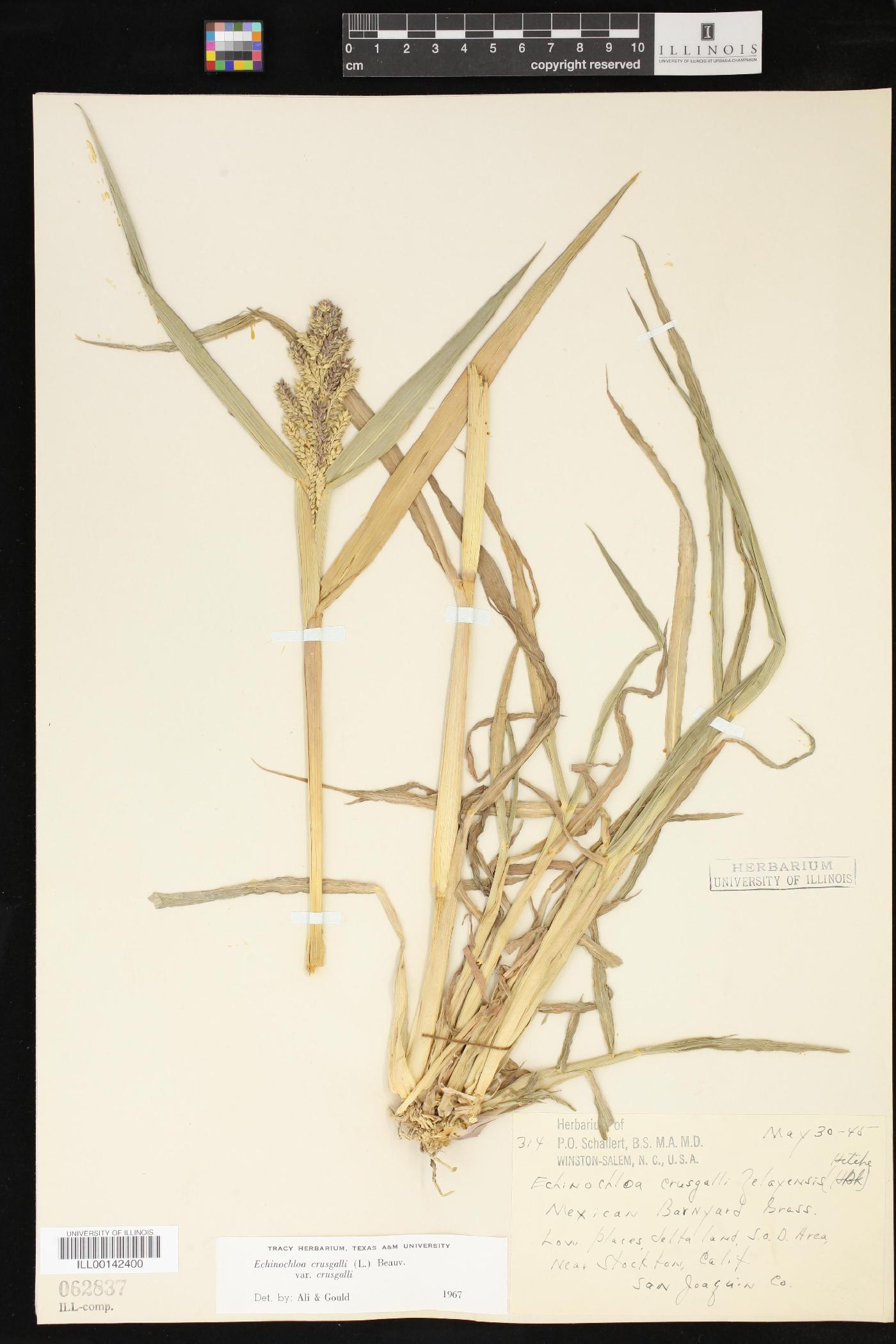 Echinochloa crus-galli var. crus-galli image