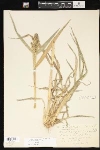 Echinochloa crus-galli var. crus-galli image