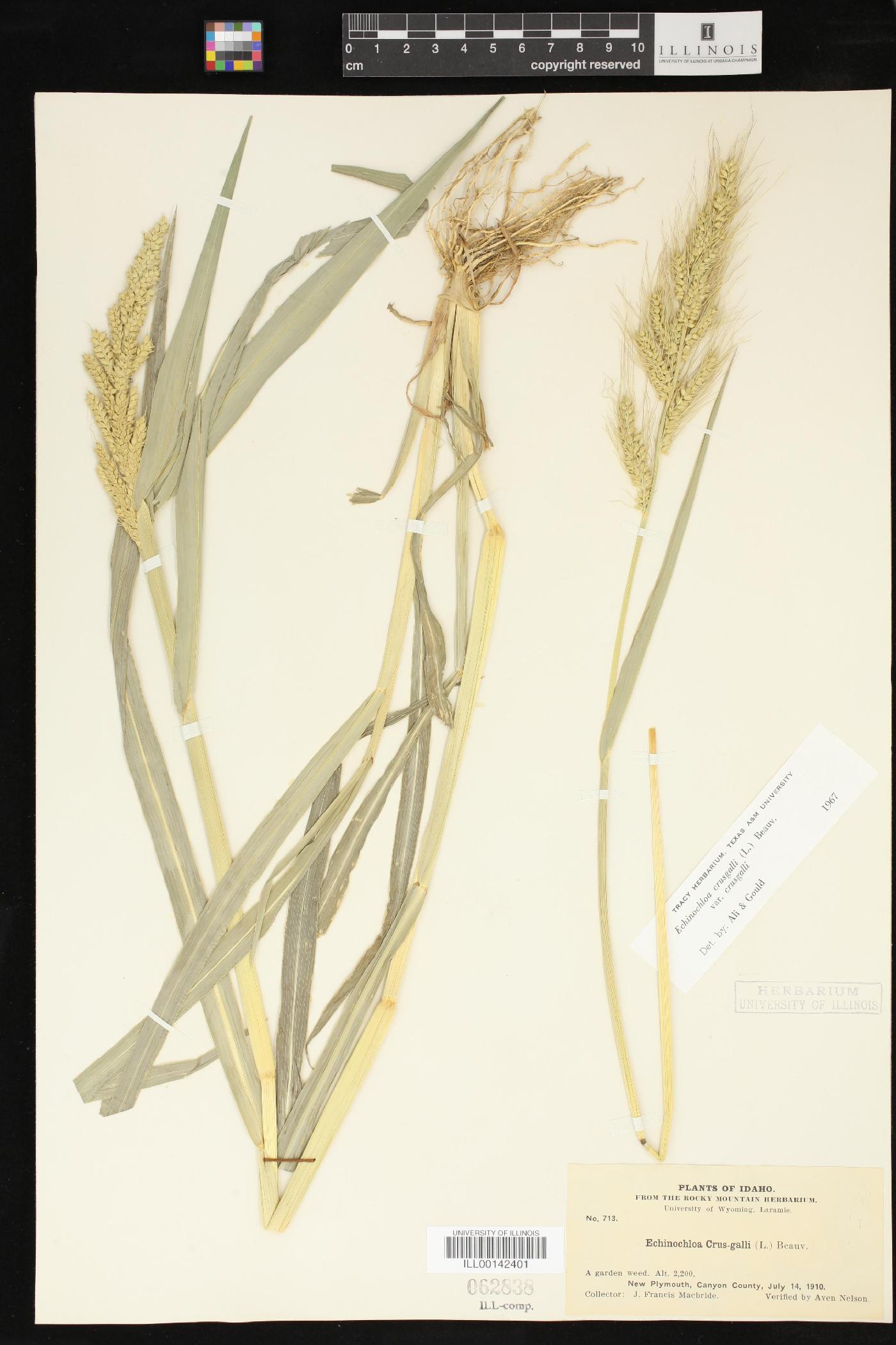 Echinochloa crus-galli var. crus-galli image