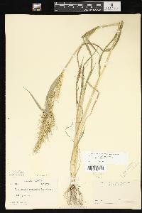 Echinochloa crus-galli var. crus-galli image