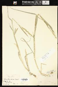 Echinochloa crus-galli var. crus-galli image