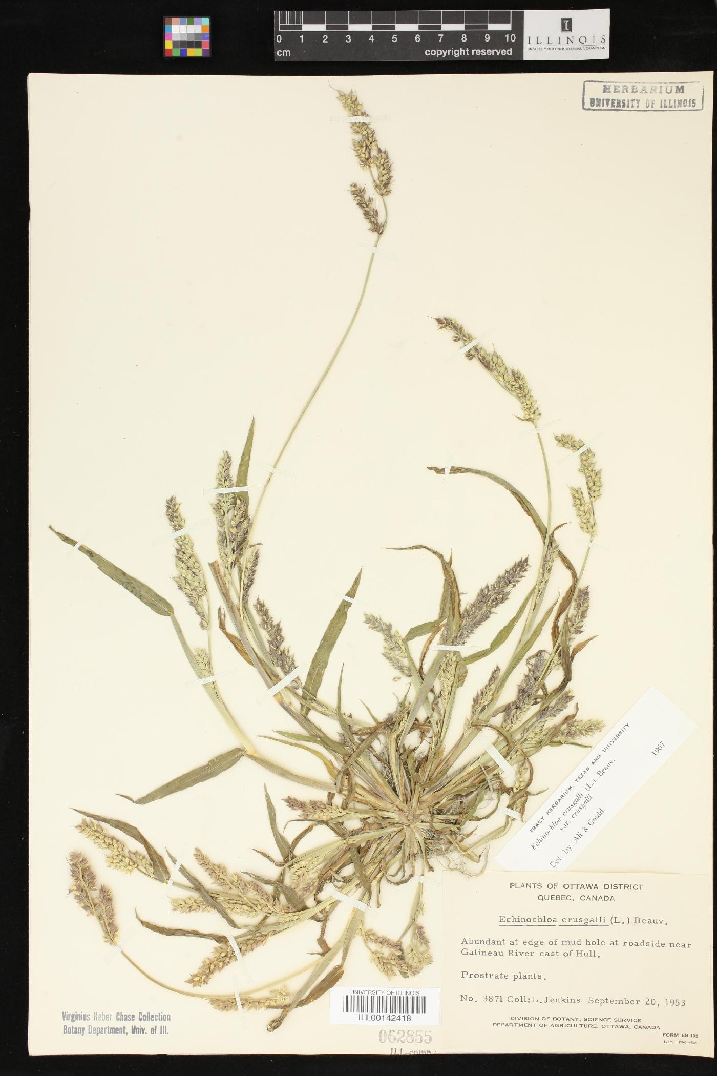 Echinochloa crus-galli var. crus-galli image