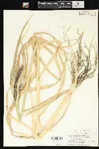 Echinochloa crus-galli var. frumentacea image