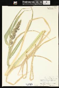 Echinochloa crus-galli var. frumentacea image