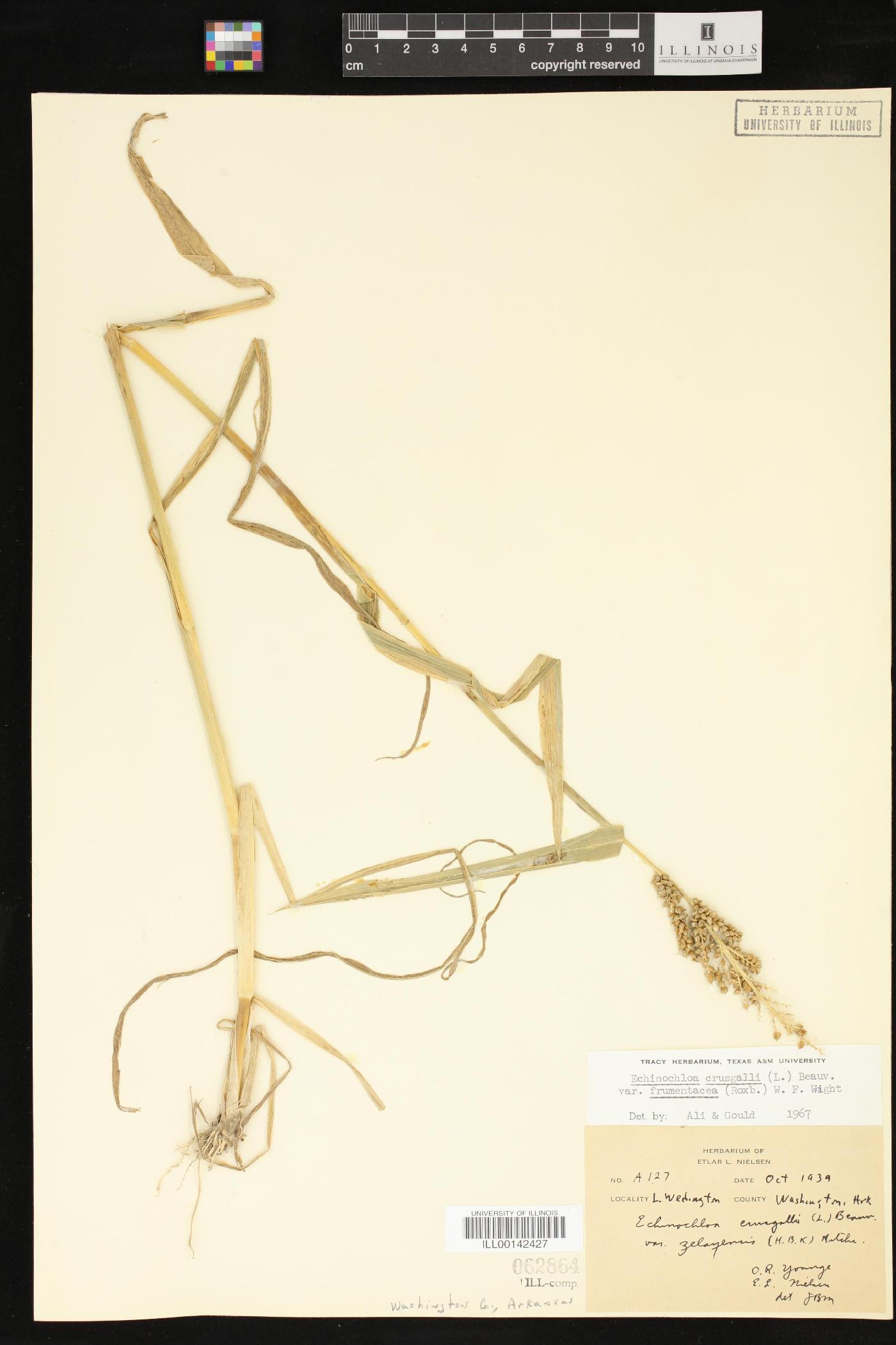 Echinochloa crus-galli var. frumentacea image