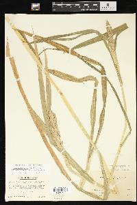 Echinochloa crus-galli var. frumentacea image