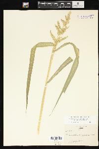 Echinochloa muricata var. microstachya image