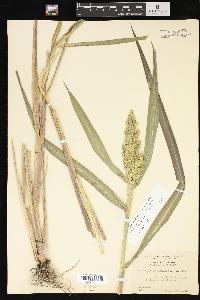 Echinochloa muricata var. microstachya image