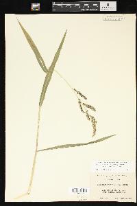 Echinochloa muricata var. microstachya image