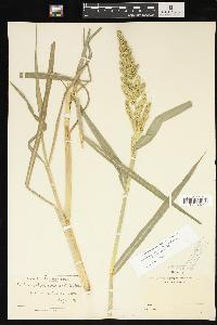 Echinochloa muricata var. microstachya image