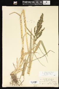 Echinochloa muricata var. microstachya image