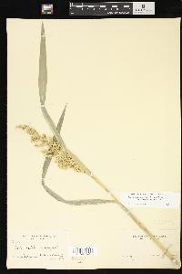 Echinochloa muricata var. microstachya image