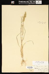 Echinochloa muricata var. microstachya image