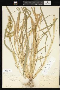 Echinochloa muricata var. microstachya image