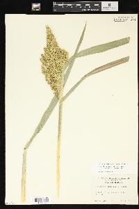 Echinochloa muricata var. microstachya image