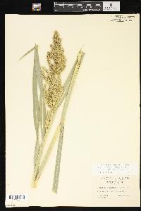 Echinochloa muricata var. microstachya image