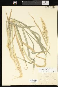 Echinochloa muricata var. microstachya image