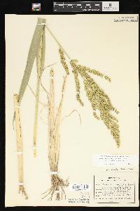 Echinochloa muricata var. microstachya image