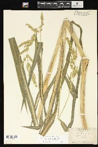 Echinochloa muricata var. microstachya image