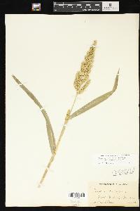 Echinochloa muricata var. microstachya image