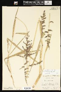 Echinochloa muricata var. microstachya image