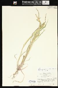 Echinochloa muricata var. microstachya image