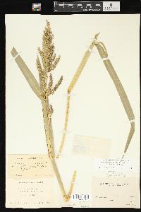 Echinochloa muricata var. microstachya image