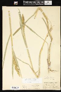 Echinochloa muricata var. microstachya image