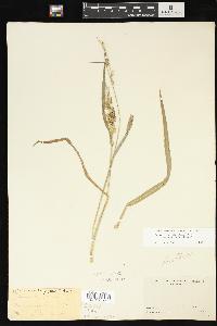 Echinochloa muricata var. microstachya image