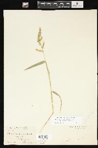 Echinochloa muricata var. microstachya image