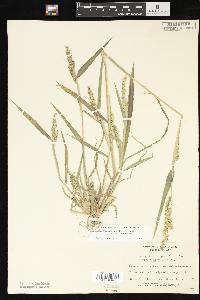 Echinochloa muricata var. microstachya image