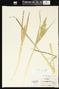 Echinochloa muricata var. microstachya image