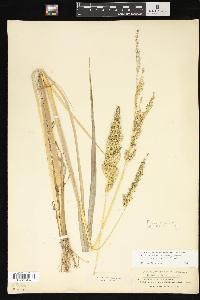 Echinochloa muricata var. microstachya image