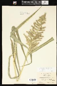 Echinochloa muricata var. muricata image