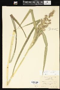 Echinochloa muricata var. muricata image