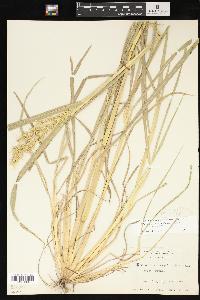 Echinochloa muricata var. muricata image