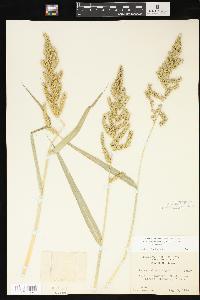 Echinochloa muricata var. muricata image