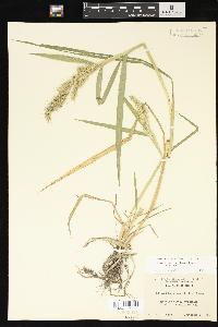 Echinochloa muricata var. muricata image