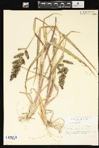 Echinochloa muricata var. muricata image