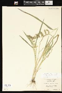 Echinochloa muricata var. muricata image