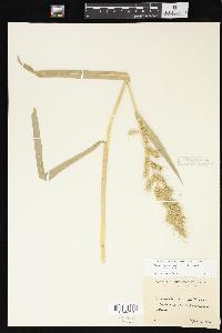 Echinochloa muricata var. muricata image