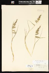 Echinochloa muricata var. muricata image