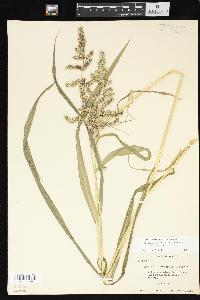 Echinochloa muricata var. muricata image