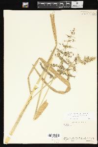 Echinochloa muricata var. muricata image