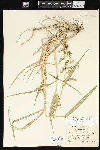 Echinochloa muricata var. muricata image