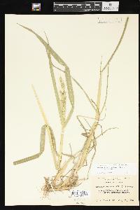 Echinochloa muricata var. muricata image