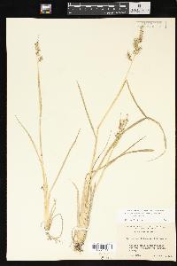 Echinochloa muricata var. muricata image